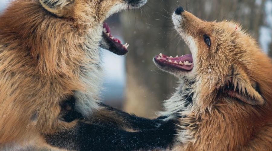 Håndter dine opsigelser aktivt og undgå konflikter - Add Value